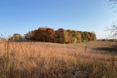 View of woodlot surrounding the house