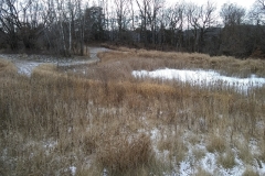 The pond in the Winter
